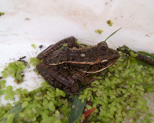 Northern Leopard frog